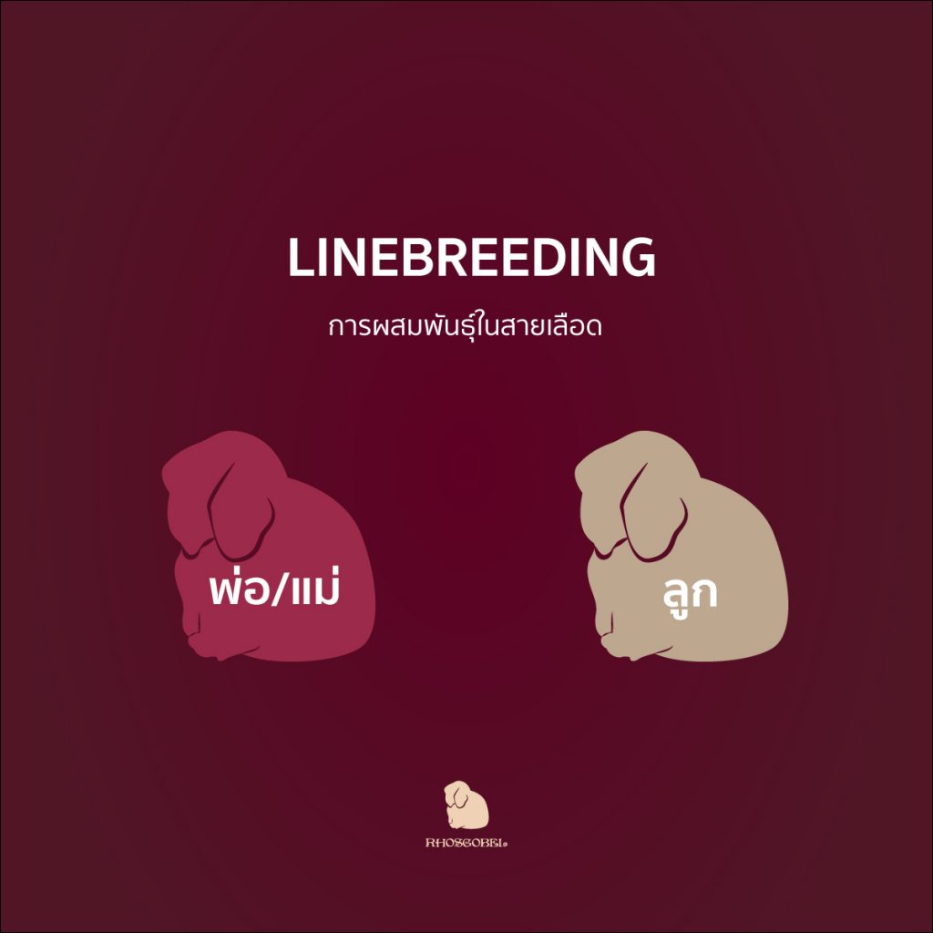 linebreeding