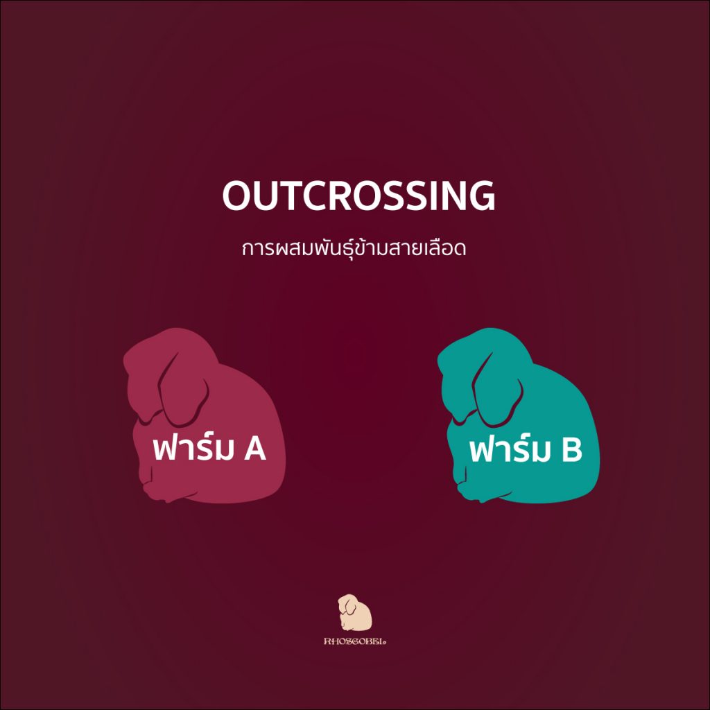 outcrossing