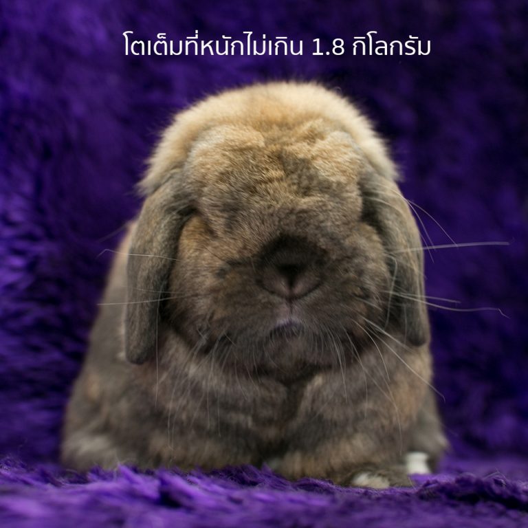 My Image 77