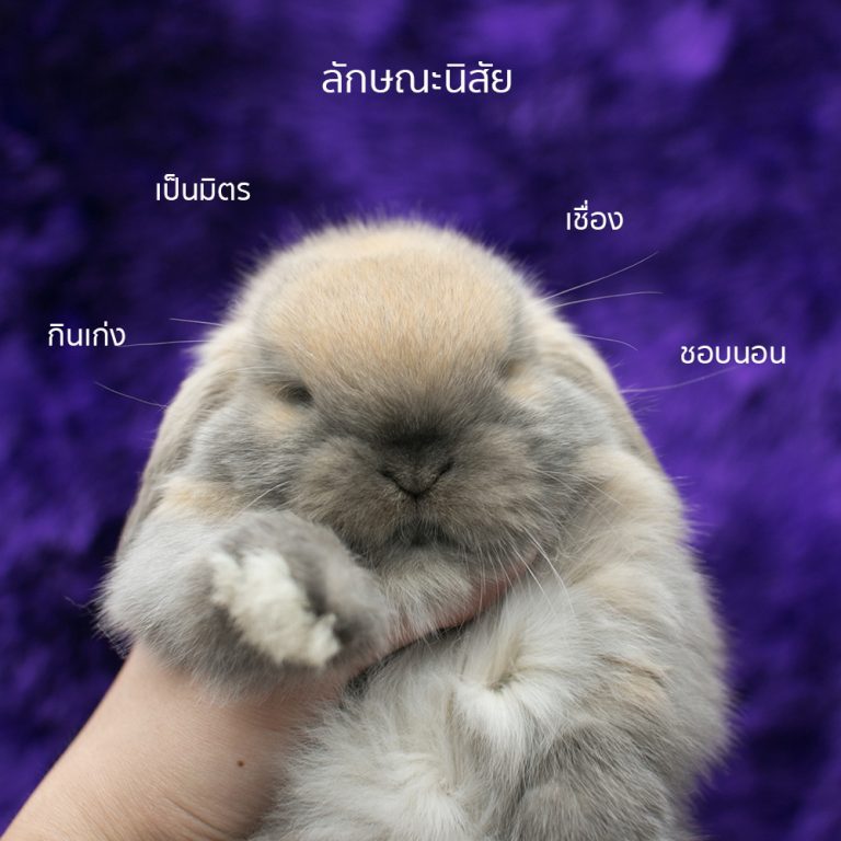 อันดับหนึ่ง 102+ ภาพ นิสัยของกระต่าย ความละเอียด 2k, 4k